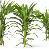 Dried Corn Single A Corn Wildlife Feed Farm Fresh 14x10x2 in-5