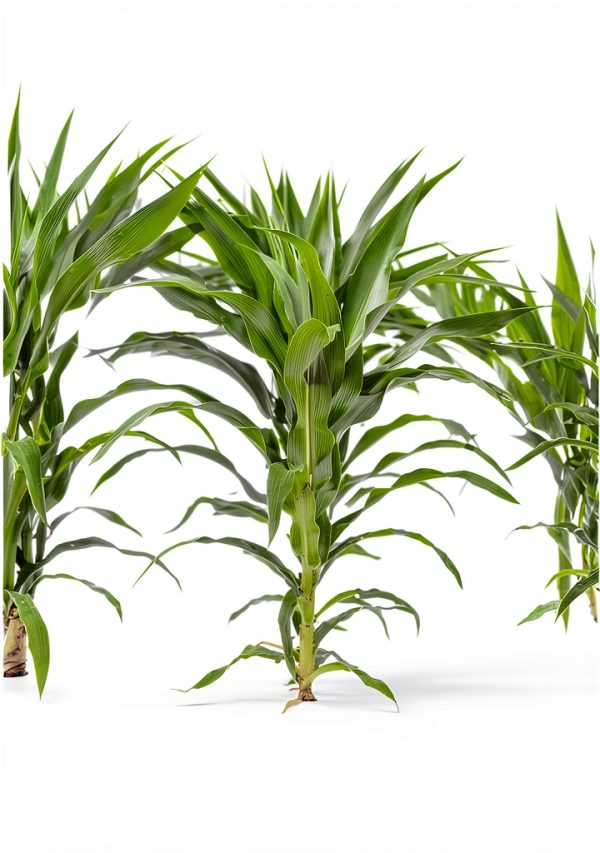 Dried Corn Single A Corn Wildlife Feed Farm Fresh 14x10x2 in-5